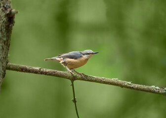 Nuthatch, Sitta europaea, perched on a tree in a forest in the uk in summer.