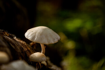 MUSHROOMS - Autumn forest life landscape