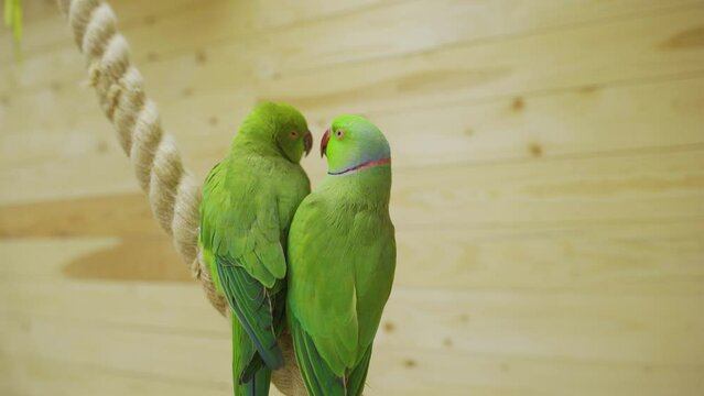 Bird love. Two green parrots sit on a rope and kiss. Cute pet birds clean their beaks.