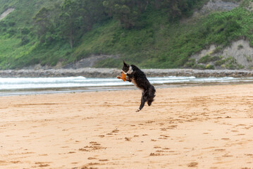 border collie saltando en la playa cogiendo un frisbee
