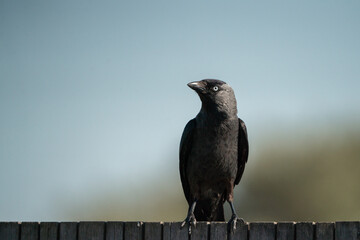 Grajilla occidental (Coloeus monedula)
