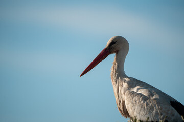 Cigüeña blanca (Ciconia ciconia)