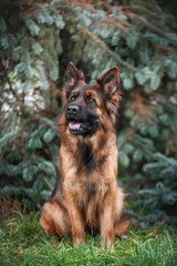 Naklejka premium german shepherd dog