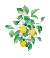 Lemon tree,lemon branch, lemons, citron , citrus , fruits, watercolor,  fruit illustration	