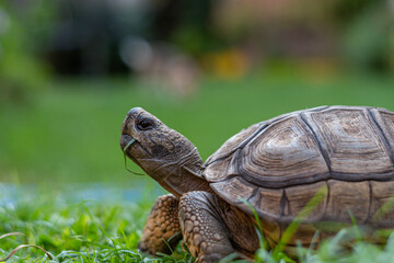 Selective focus on a domestic tortoise eating grass.
