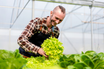 Young agribusiness owner farmer working and checking organic hydroponic vegetable quality in...