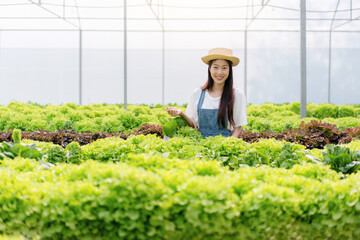 Naklejka na ściany i meble Woman smart farmer working and checking organic hydroponic veget