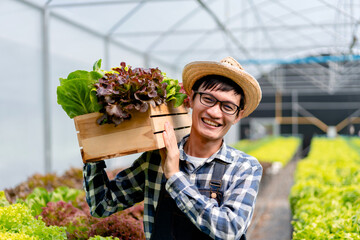 Young man smart farmer smiling working and bear basket on shoulder organic hydroponic vegetable to preparing export to sell