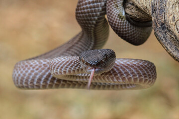 Fototapeta premium Brown Mangrove Pit Viper with attack position on branch, Mangrove Pit Viper closeup on branch