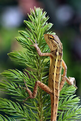 a londok calotes closeup head on green leaves