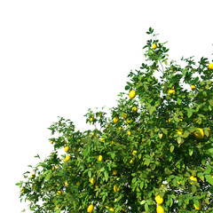 Fototapeta na wymiar close-up lemon tree, no background png format