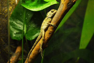 green lizard on a tree