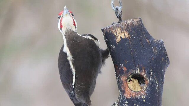 un grand pic femelle &agrave; une mangeoire