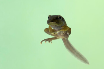 Zhangixalus dulitensis tadpole on isolated baackground, Jade tree frog tadpole movement on isolated background