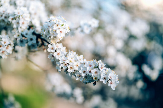 Photo of closeup blossoming tree in forest or park. Beautiful nature background © B@rmaley