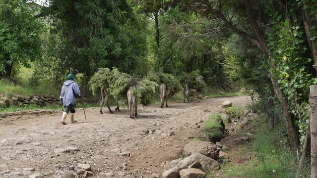 Donkeys haul tree branches on rocky dirt road in rural Lesotho, Africa