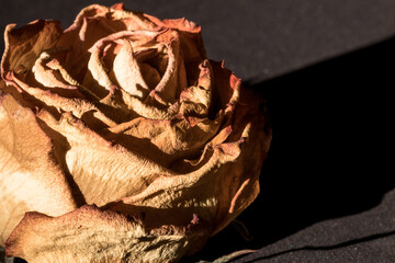 Closeup of withered rose petals.