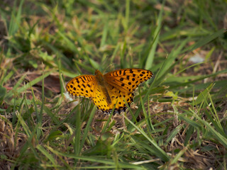 butterfly on the grass