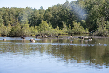 Flock of birds in a small lake.