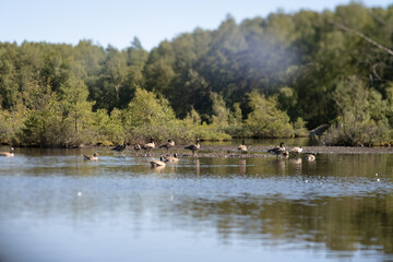 Flock of birds in a small lake.