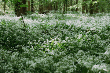 Bärlauch Wildkraut Blütenmeer viele weiße Blüten im Wald zum Frühling