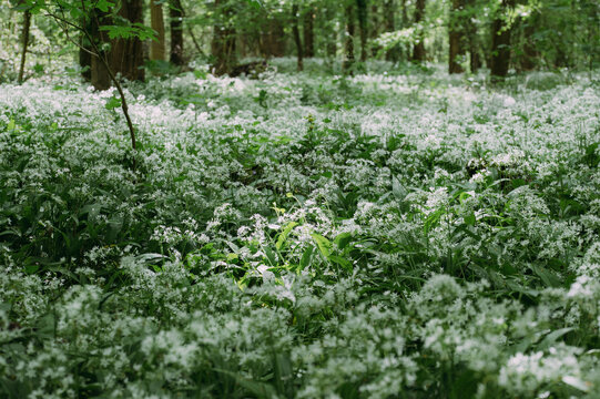 B&auml;rlauch Wildkraut Bl&uuml;tenmeer viele wei&szlig;e Bl&uuml;ten im Wald zum Fr&uuml;hling