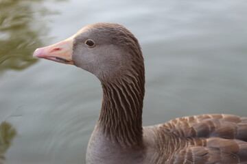 goose on a lake
