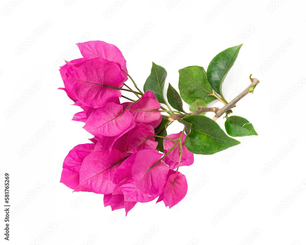 Poster blossoming bougainvillea branch close-up isolated on white background. element for design close-up.