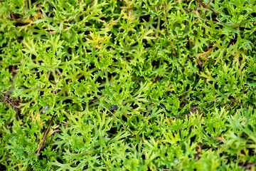 Leaves of blueberry plant in the fall.