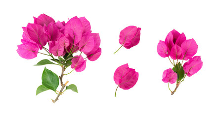 Blooming branch, flowers and inflorescence of bougainvillea isolated on white background. Element for design close-up.