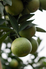 Green oranges on a stalk