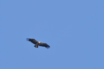 Griffon vulture flying through the blue sky