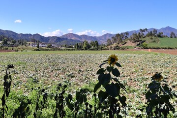 vineyard in the mountains
