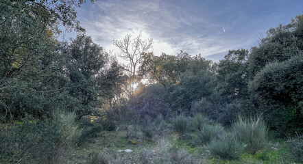 Obraz premium Forest landscape with trees in autumn and the sun in the background with blue sky with clouds