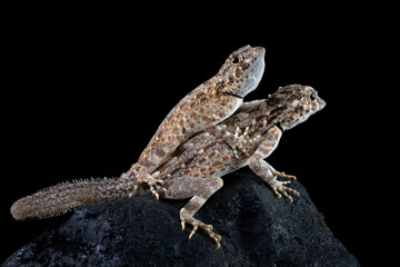 Scorpion Tailed Gecko 