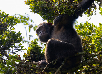 Chimpanzee sitting in a tree in natural habitat within the volcanic central Africa region