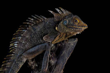 Lophosaurus dilophus closeup on wood with isolated background