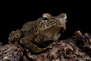 Phrynoidis aspera toad closeup on wood with isolated background, Phrynoidis aspera toad closeup