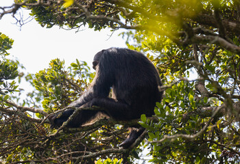 Chimpanzee sitting in a tree in natural habitat within the volcanic central Africa region