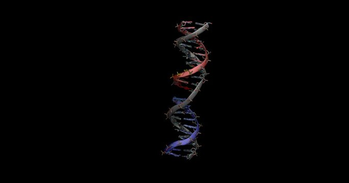Nicked DNA / damaged DNA,  3D molecule 4K spinning