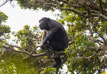 Chimpanzee sitting in a tree in natural habitat within the volcanic central Africa region