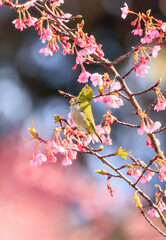 桜の蜜食べるメジロ