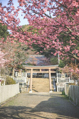 桜と鳥居