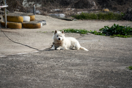 시골 돌바닥에 목줄을 차고 누워있는 귀가 뾰족하고 털이 긴 하얀색 노견