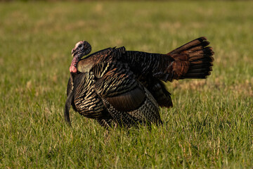 Close Up of Tom Turkey In Field