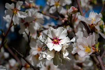 Close-up detail photo of an open white and pink blossom of an almond tree during almond blossom.