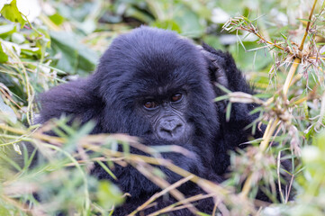 Female gorilla sitting in thick foliage in natural habitat