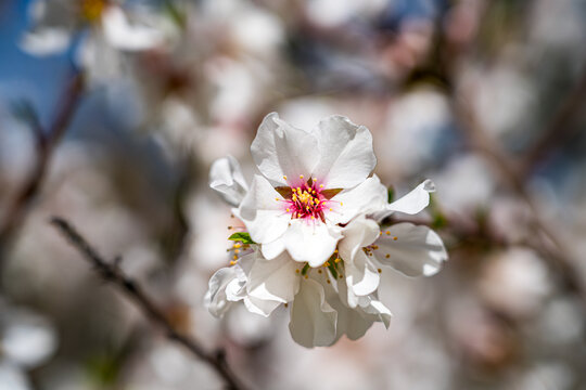 Close-up detail photo of an open white and pink blossom of an almond tree during almond blossom.