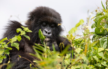 Gorilla in natural habitat hiding behind foliage looking towards camera