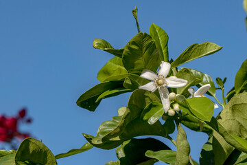 Delicate flowers of a blossoming orange tree close-up on a blurred background of green foliage